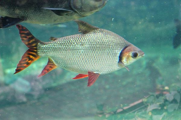 tetra semaprochilodus theraponura