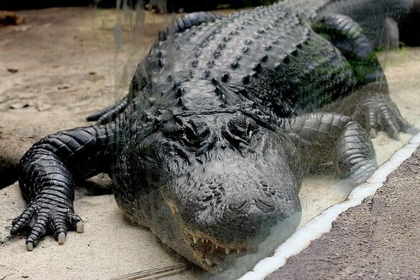 Alligator du Mississipi (3)