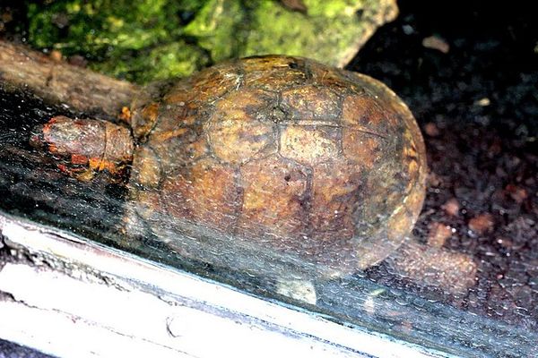 Tortue-boîte commune Terrapene carolina major