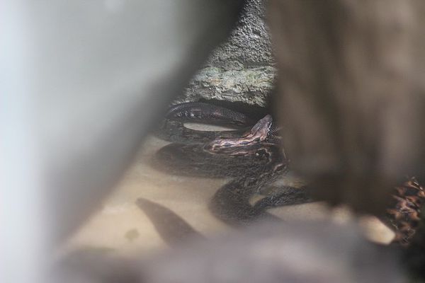 boa de madagascar