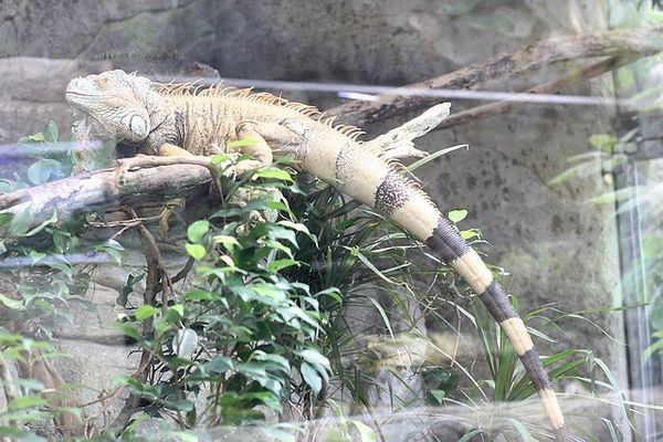 iguane vert (5)