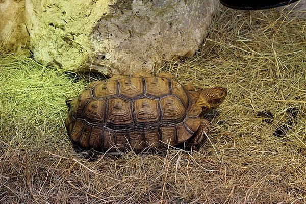 reptiles-1-specimen 1512