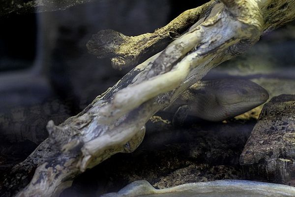 scinque à langue bleue