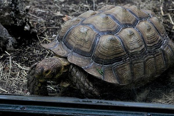 tortue striée (2)