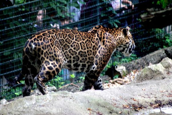 jaguar (3)