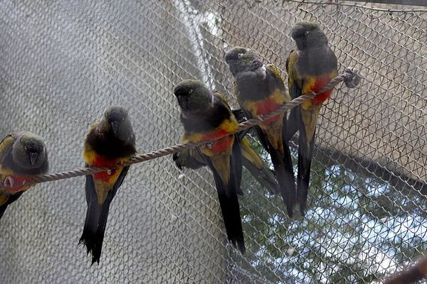 conure de patagonie