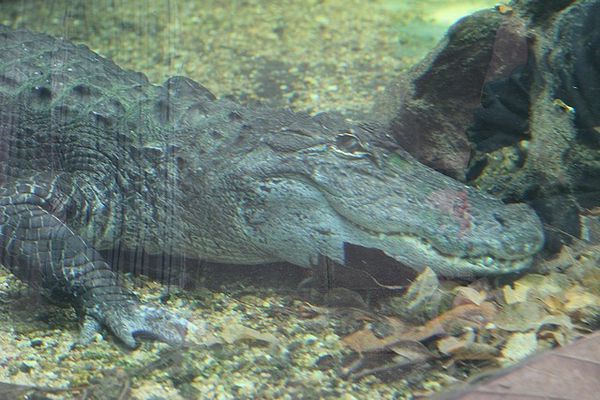 alligator du mississippi (2)