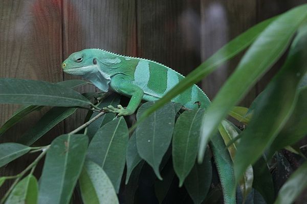 iguane de fidji