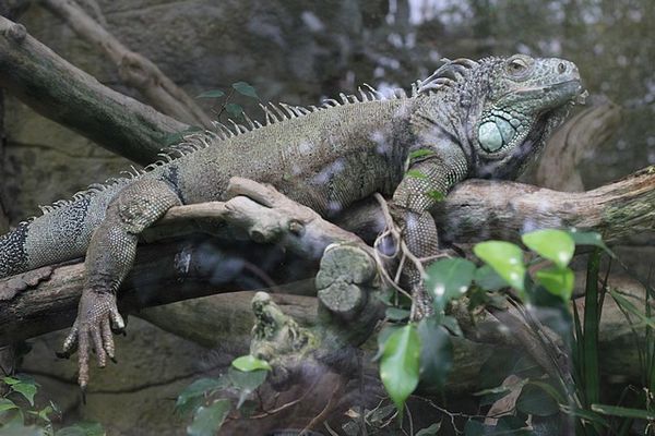 iguane vert (2)