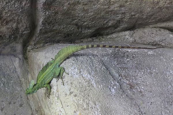 iguane vert (3)