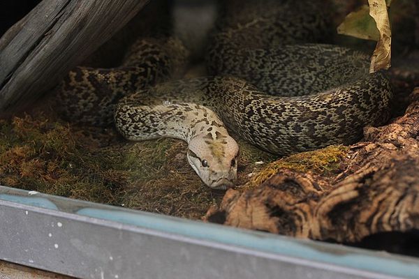 python molure granité