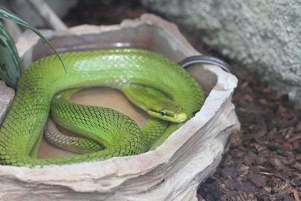 serpent ratier vert à queue rouge