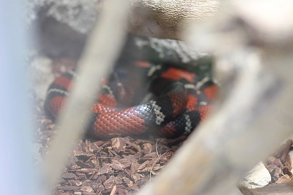 serpent roi de ruthven (3)