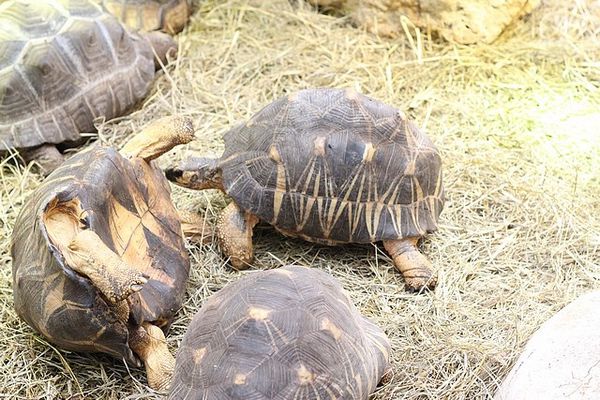 tortue radiée (4)