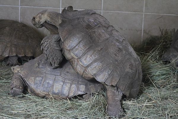 tortues géantes