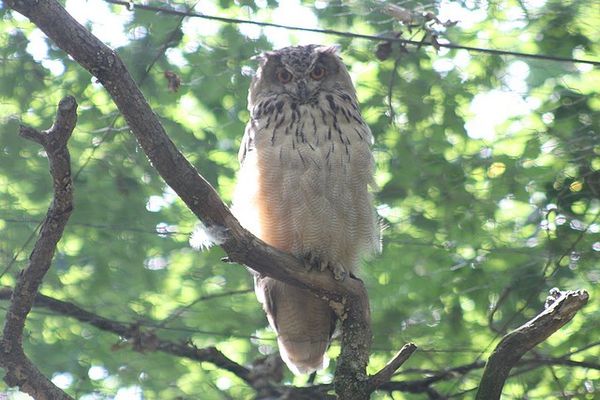 hibou grand duc