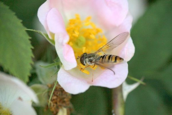 syrphe ceinturé sur églantine