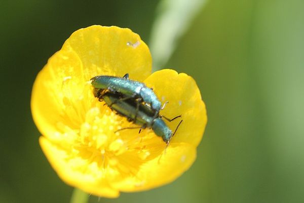 psilothrix viridicoeruleus (6)