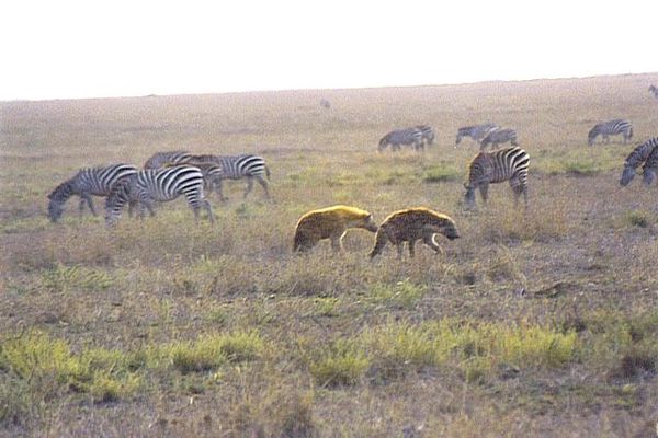 hyenes-3-tanzanie.jpg