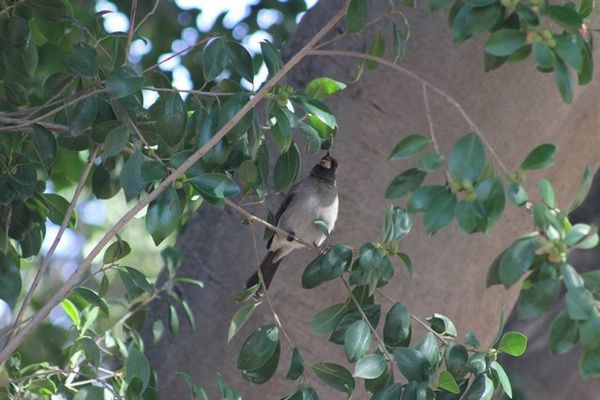 bulbul des jardins 11