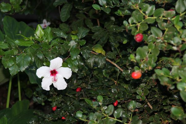 fleurs 4004