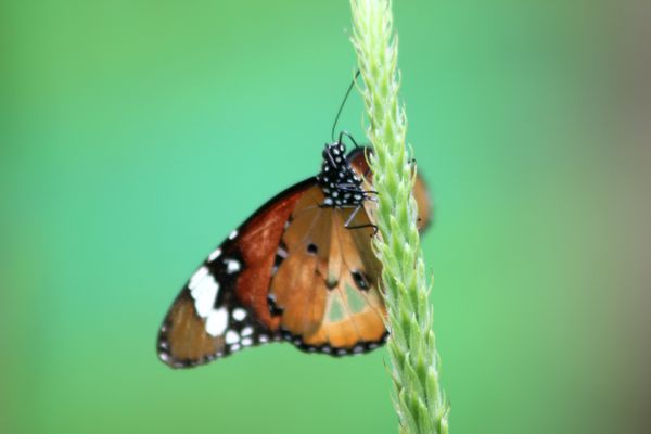 animaux-papillon 4219