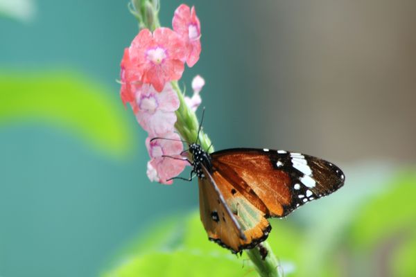animaux-papillon 4221