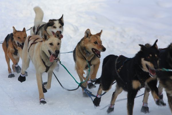 course-chien 6512