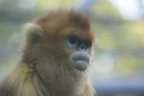 ANIMAUX 5076