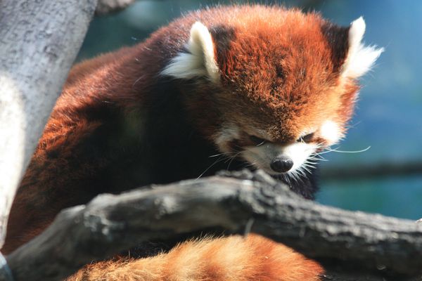 ANIMAUX 5084