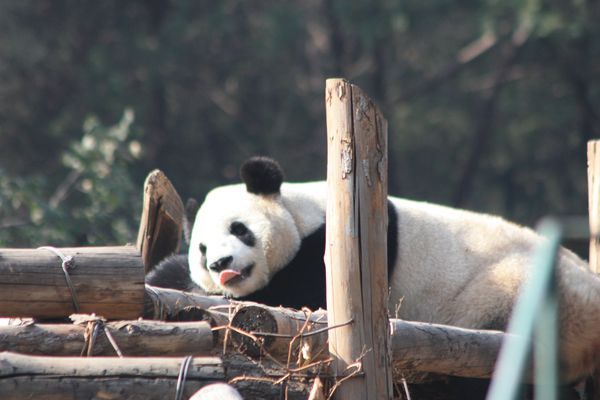 ANIMAUX 5088