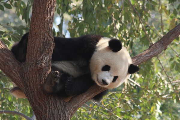 ANIMAUX 5089