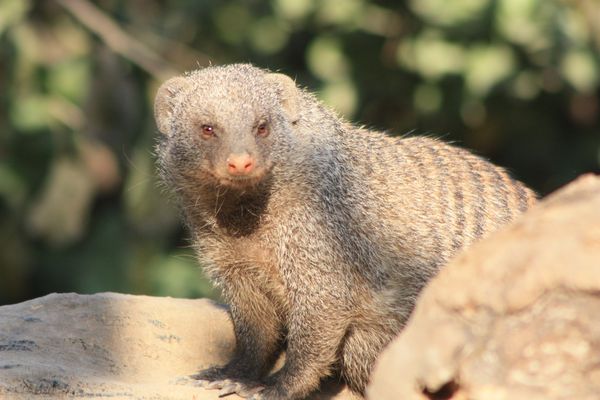 ANIMAUX 5178