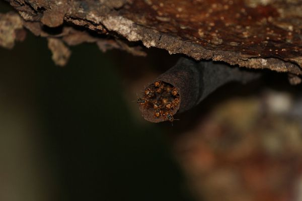 MEXIQUE FOURMIS