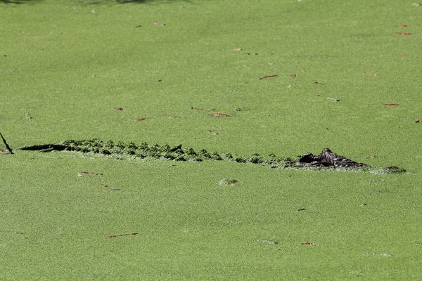 IWDBA Crocodiles032