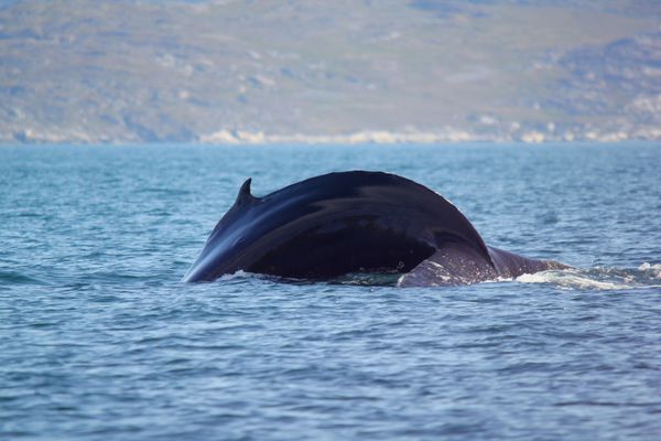 baleines 0846