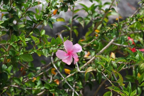 fleurs 8697