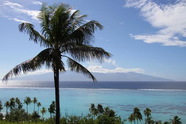 moorea 8879