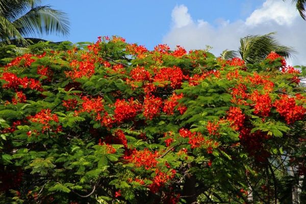 moorea 8894