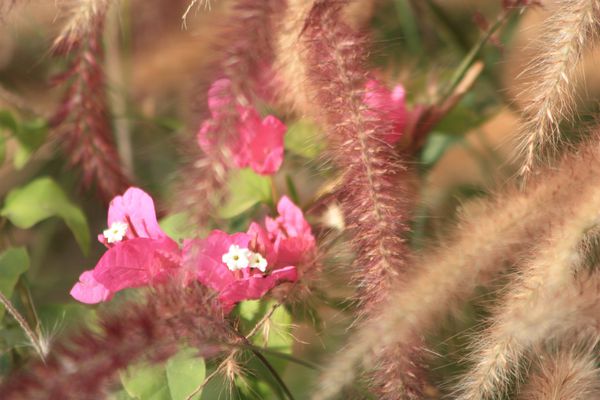FLEURS 5291