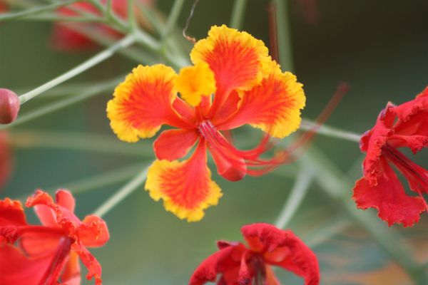FLEURS 5319