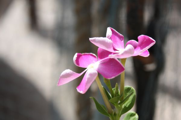 SHARJAH-2 3717