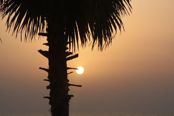 SHARJAH-2 7709