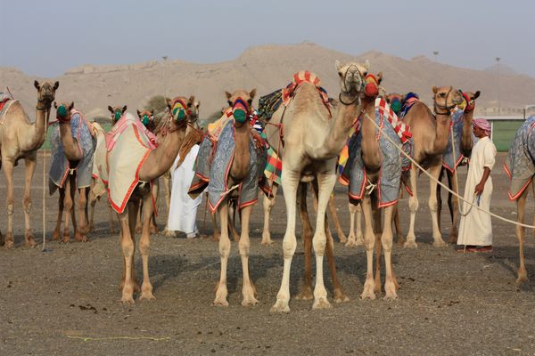 SHARJAH-2 8581