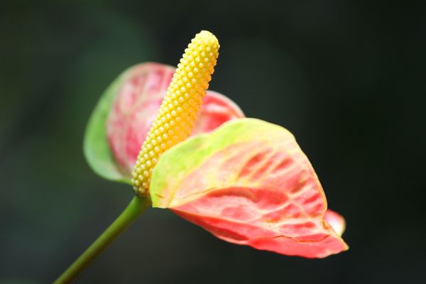fleurs-floride 3454