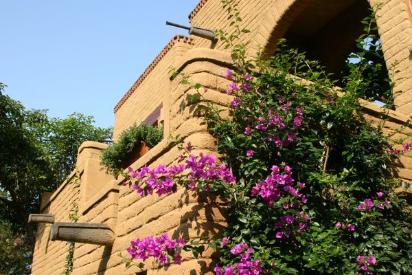 mexiquefleur 4816