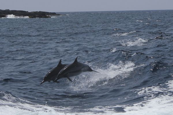 dauphins-kona--big-island 8058