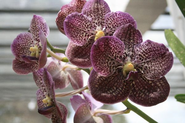orchidées (11)