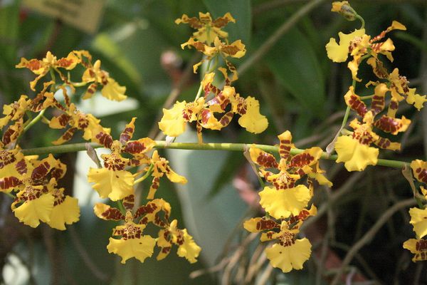 orchidées (14)
