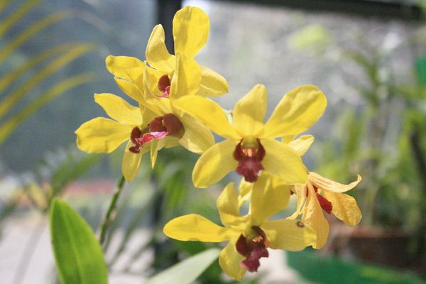 orchidées (9)
